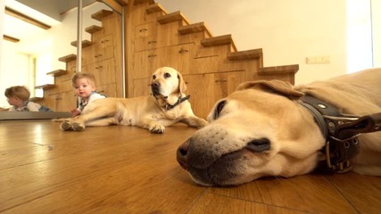 Two big dogs and little baby boy on wooden floor at home. Static shot