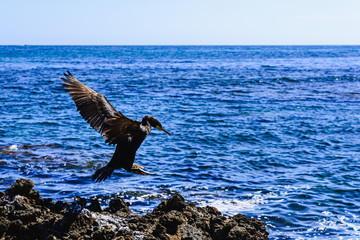 Black cormorant, Phalacrocorax carbo, spreading its wings to land on the sea.