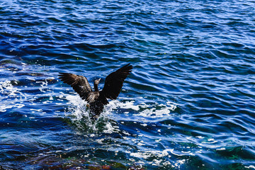 Black cormorant, Phalacrocorax carbo, spreading its wings to land on the sea.