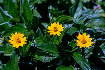 Bright yellow daisies growing wild in Florida