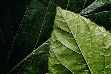 Macro of the underside or abaxial face and beam of mulberry leaves, green background of nature leaves.
