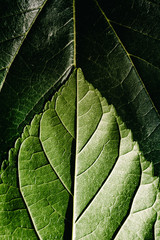 Macro of the underside or abaxial face and beam of mulberry leaves, green background of nature leaves.