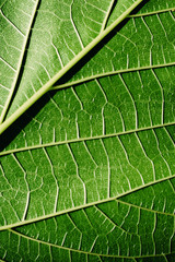 Close-up detail of a mulberry leaf illuminated by the sun, green nature background and texture.
