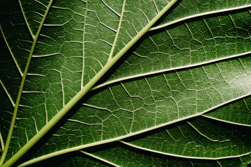 Close-up detail of a mulberry leaf illuminated by the sun, green nature background and texture.