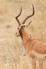 Naklejka na ściany i meble Male Impala in South Africa