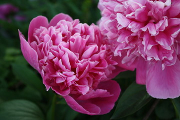 pink flower in garden