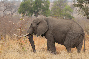 Fototapeta premium Elephant in Kruger National park, South Africa