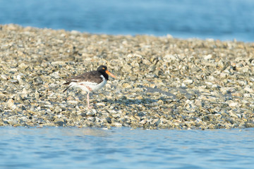 Black Oystercatcher on beach in North Carolina Outer Banks