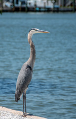 Great blue heron standing by a lake