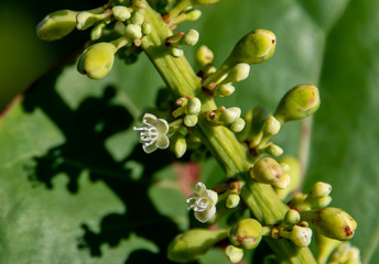 Tiny white flowers blooming along a stem