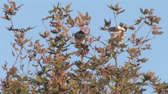 Black winged kites on a branch in hula valley Israel