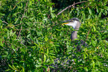 Baby great blue heron in the nest