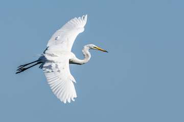 Close up of a great white egret soaring in a beautiful blue sky
