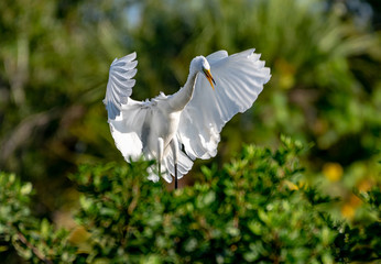Great white egret coming in for a landing with wings spread