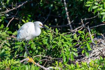 Snowy egret in his natural habitat in Florida, USA