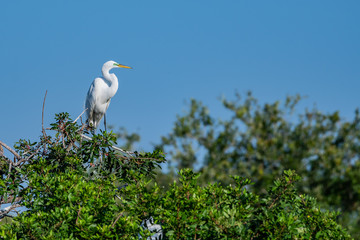 Great white egret perched in a tree