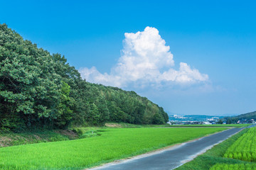 夏の田舎道と入道雲