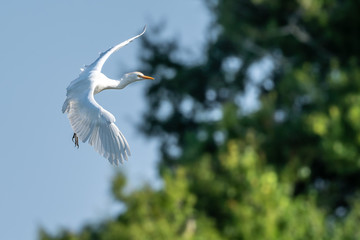 Great white egret coming in for a landing with wings spread