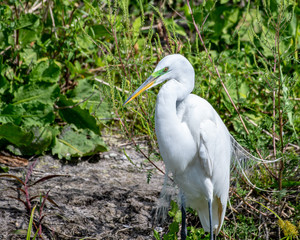Great white egret with breeding plumage in its natural habitat in Florida, USA