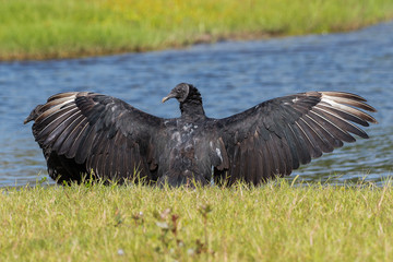 Vulture with his wing spread drying them in the sun