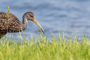 Limpkin walking along the edge of a lake