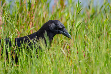 Black crow hunting for food