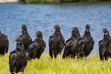 How many vultures does it take... 