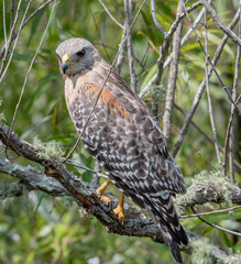 Red shouldered hawk perched on a branch