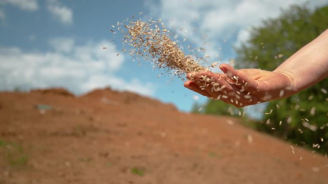SLOW MOTION, CLOSE UP, COPY SPACE, DOF: Unrecognizable person sowing grass across a patch of dirt on a sunny day. Farmer sowing vegetables in the garden. Seeds come flying out of the gardener's hand.