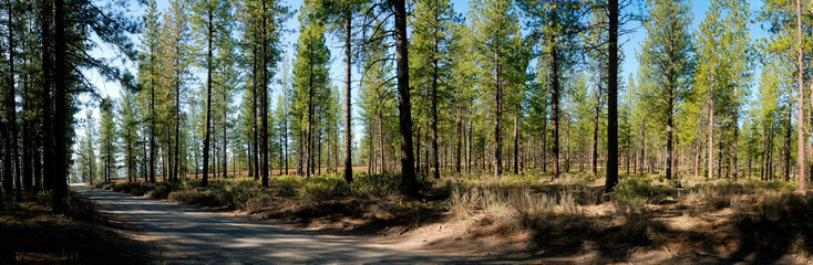 A dirt road leading through a densely grown section of the Deschutes Forest in Oregon.