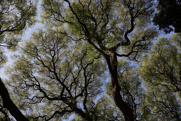 arboles en cielo de dia