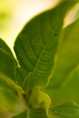 planta verde, hoja verde