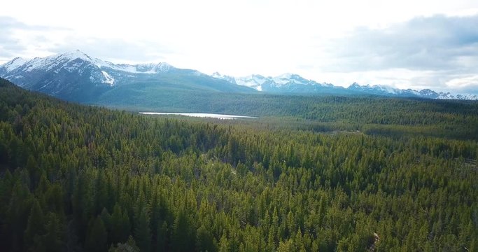 Rocky Mountain Pine Forest Idaho Aerial