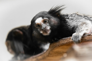cute marmoset monkey looking at camera