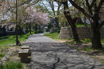 ベンチと桜のある小径