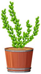 fern in plant pot