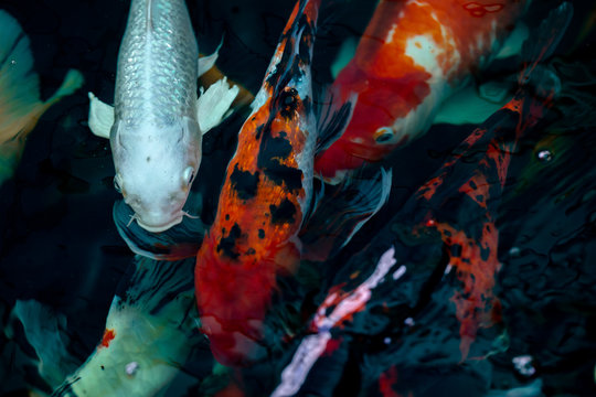 Koi Fish , Colorful carps fish are swimming in water	