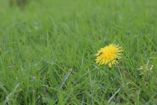 diente de leon en pasto verde