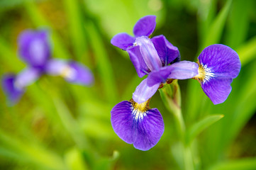 アヤメの花