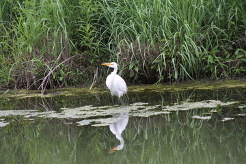 Egret Fishing 2019