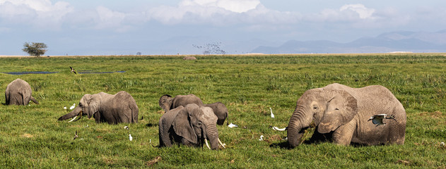Elephants in Amboseli Marsh Web Banner