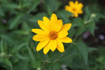 Blackeye Susan 2019