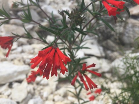 flores  de colores del verano