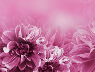 Obraz premium Floral vintage pink beautiful background. Dahlias and petals flowers. Close-up. Nature.