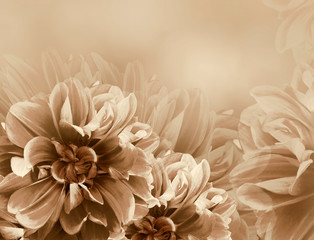 Floral vintage  brown  beautiful background.   Dahlias and petals  flowers. Close-up. Nature.