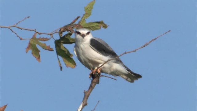 Black winged kites on a tree in hula valley Israel