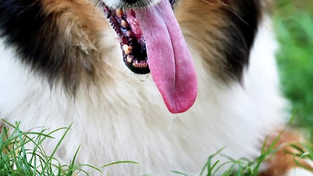 Close up view of dog's tongue, open the jaws of the animal which is hot, sheepdog is tired and the tongue hangs because of hot weather, salivating, super slow motion.