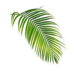 Green palm leaf isolated on white background