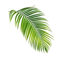Poster Green palm leaf isolated on white background © Suraphol