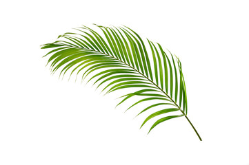 Green palm leaf isolated on white background © Suraphol